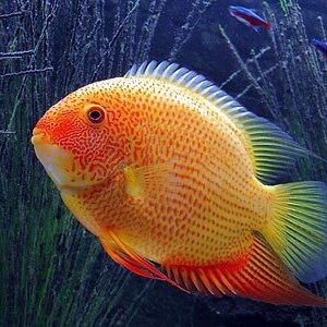 red spotted severum
